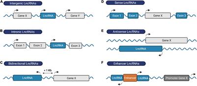 From Junk to Function: LncRNAs in CNS Health and Disease